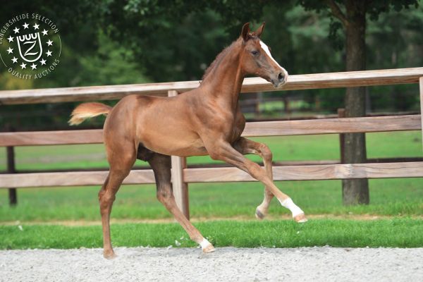 veulens2020voorwebsite37 veulens2020voorwebsite37