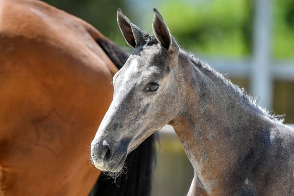 028-carlina-z5s34773-2-large 028-carlina-z5s34773-2-large