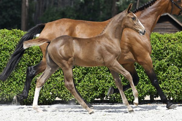 Apollo 2000 Z Apollo 2000 Z