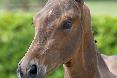 Cassius 2000 Z Cassius 2000 Z