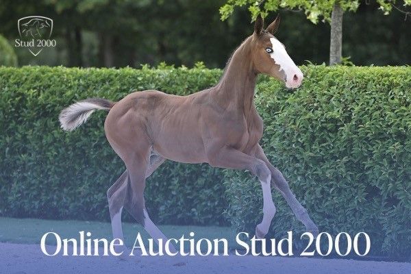 stud 2000 auction