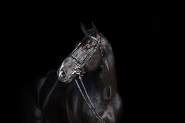 Dominator 2000 Z Dominator 2000 Z