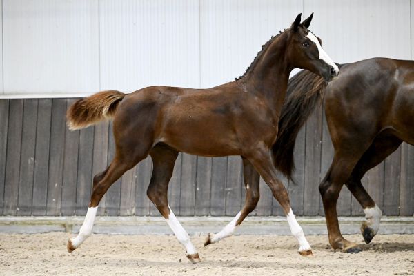 Claus B Z1 Claus B Z1