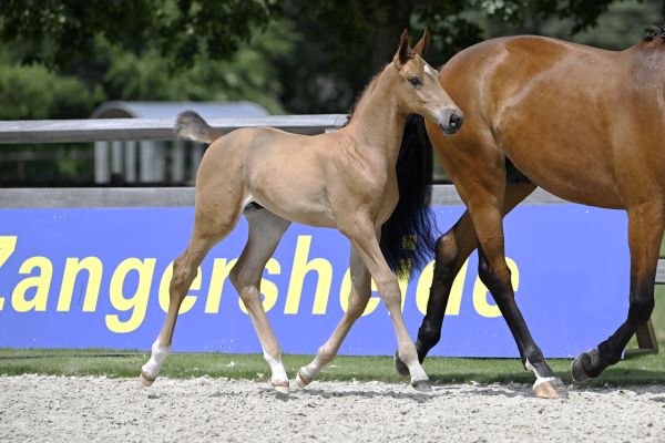 Thalimo TS Z 3 Thalimo TS Z 3