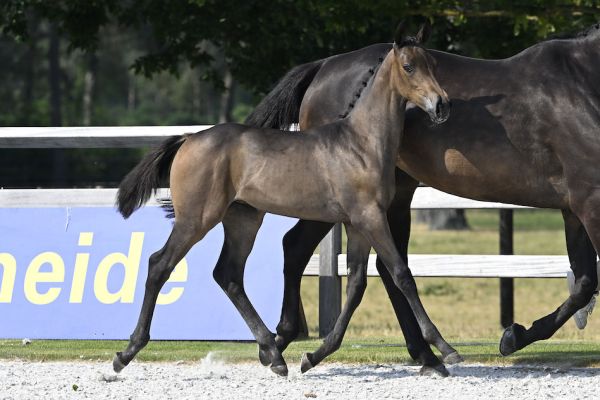CLARICE DU RISOIR Z CLARICE DU RISOIR Z