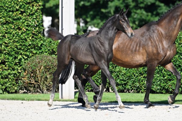 81 Triple Seven FD Z 81 Triple Seven FD Z