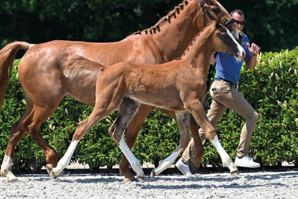 78 Captain Cooper Z 78 Captain Cooper Z