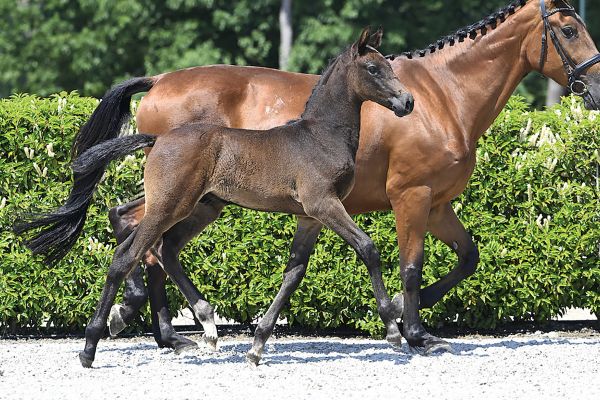 52 Crony Crockett Sitte Z 52 Crony Crockett Sitte Z