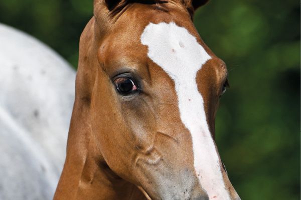 58 Cinderace de Nyze Z 58 Cinderace de Nyze Z