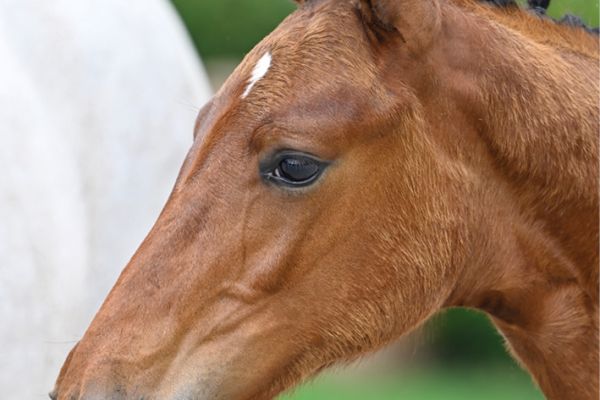 63 Bonne Chance Z 63 Bonne Chance Z