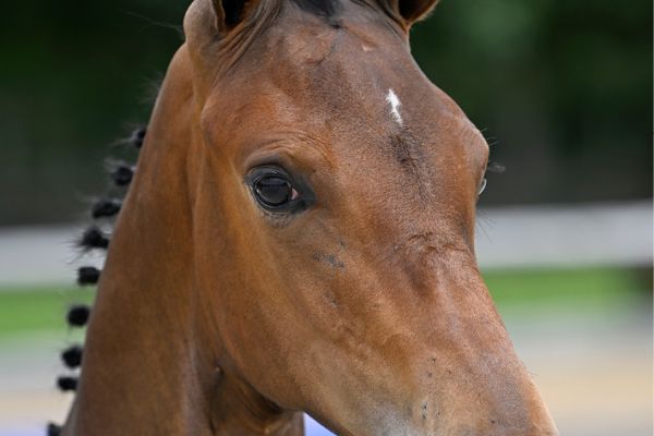 54 Coachella van WW 54 Coachella van WW