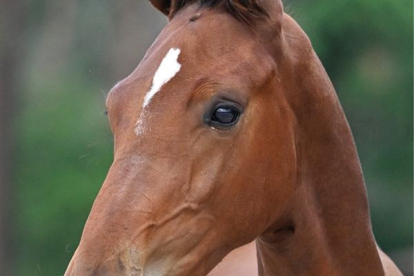 80 Elmacho D'Augustijn Z 80 Elmacho D'Augustijn Z