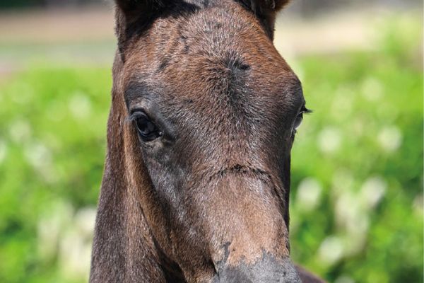 52 Crony Crockett Sitte Z 52 Crony Crockett Sitte Z