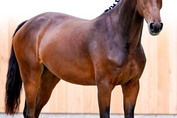 02 Querty V_H Ruytinxbos Z 02 Querty V_H Ruytinxbos Z