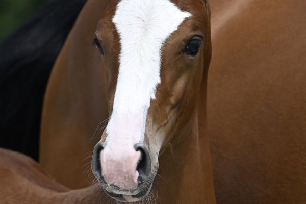 Touch Of Magic Z. Touch Of Magic Z.