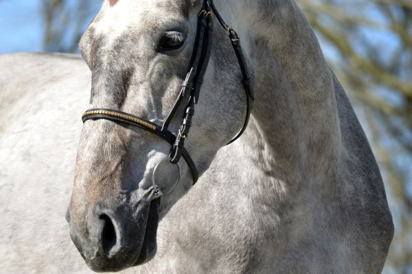 In Love JW van de Moerhoeve In Love JW van de Moerhoeve