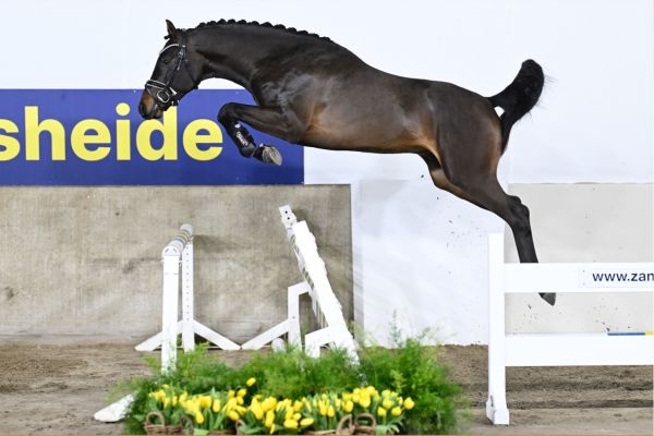 CONTHARIO . CONTHARIO .