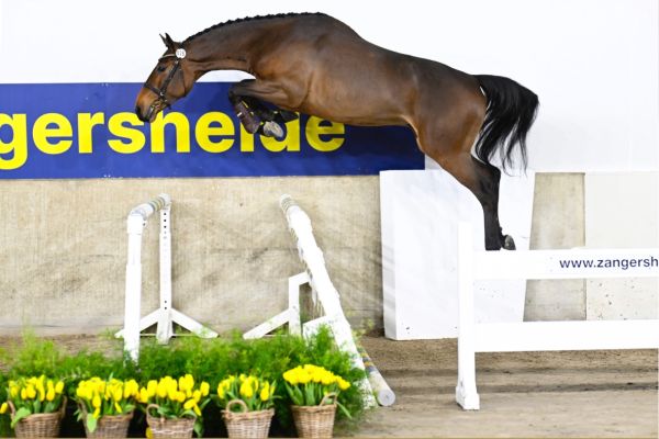 CIROC EC Z. CIROC EC Z.