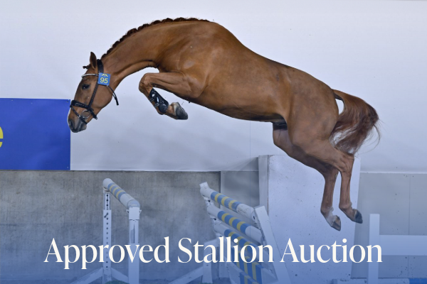Approved Stallion Auction