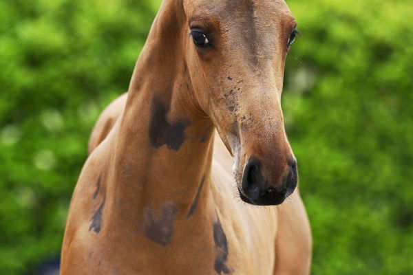 Chacco Blue x Goethe Caesar VDM Stud Z