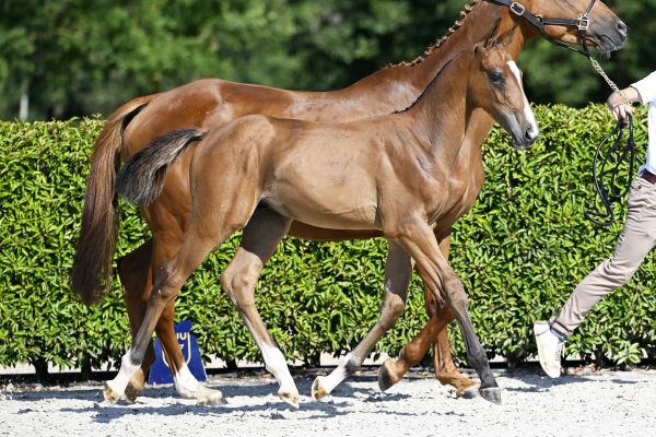 Kashmir v Schuttershof x Echo van 't Spieveld Kratos T40 Z