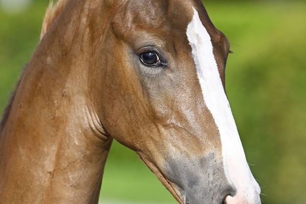 For Pleasure x Radjah d'Eole Fygo van Insha Z