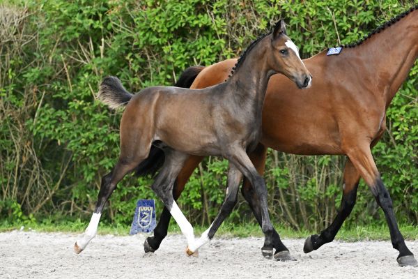 Catoki Z x Emerald Catomi Z