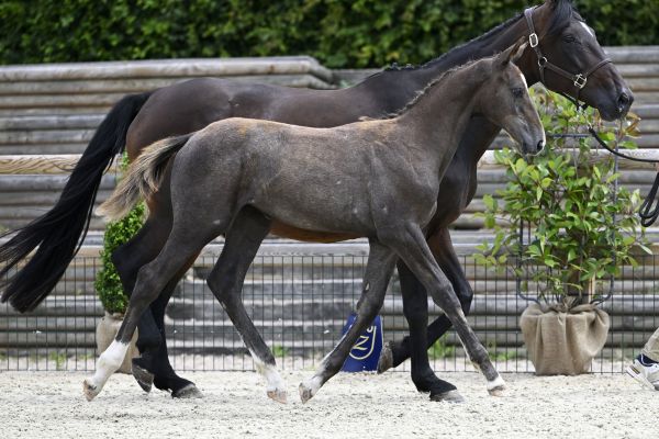 Qlassic Bois Margot x Taloubet Z Qlassibelle GHBC Z
