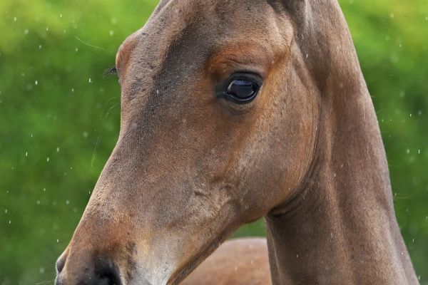 Balou du Reventon x Carthago Z Bamboo Hero Z