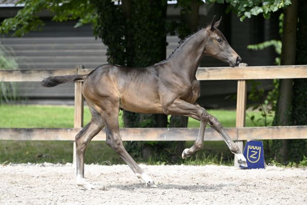 Chacco Blue x Kannan Chapsie Z