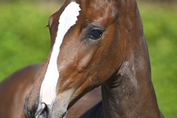 Daniro Jeba Z Daniro Jeba Z