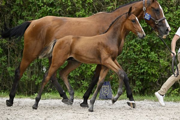 Domenico d'Augustijn Z Domenico d'Augustijn Z