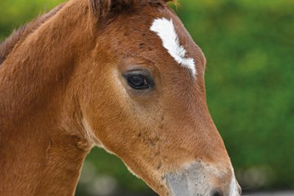 Castaar de la Vie Z Castaar de la Vie Z