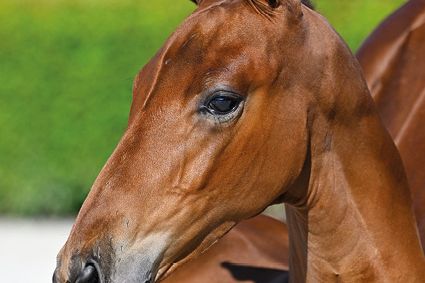 Florida SES Z Florida SES Z