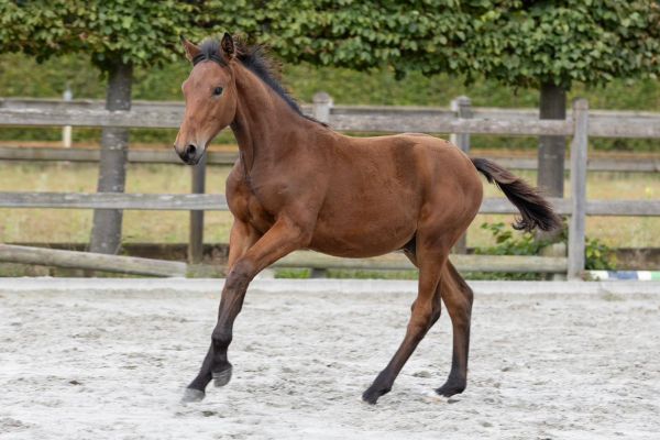 Dalton de Mauretus Z.. Dalton de Mauretus Z..