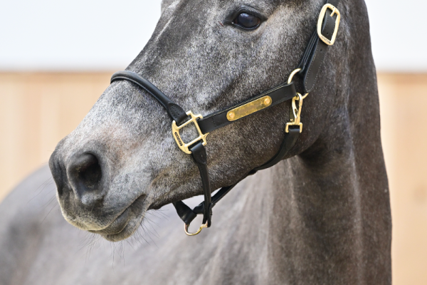 Mumbai x Kannan Vaina van het Lindehof