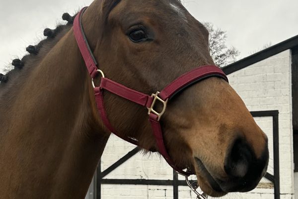 Charly DHF Z. Charly DHF Z.