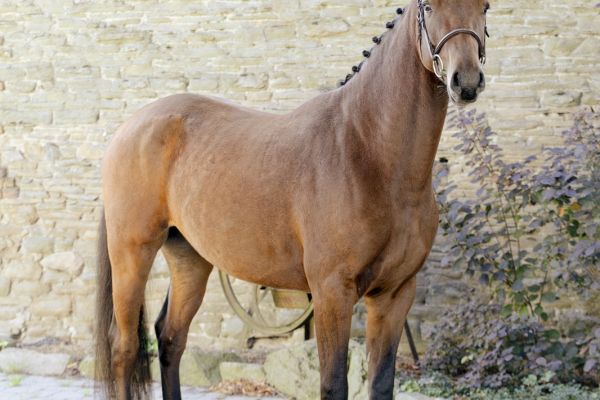 Charly DHF Z. Charly DHF Z.