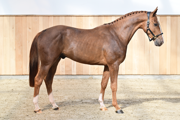Aganix van de To-Jo-Pe Hoeve Z