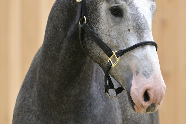 Coloris-K van Kattenheye Z Coloris-K van Kattenheye Z