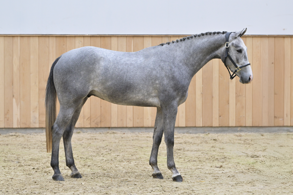 Carrasco Van Het Dravers-Hof Z Carrasco Van Het Dravers-Hof Z