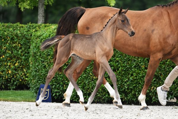 Delilah Dem vd Kleinheide Z