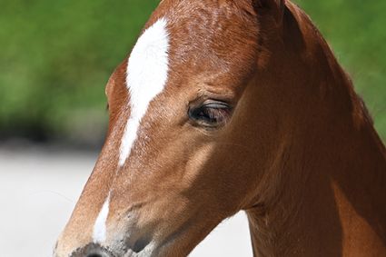 EC-Gold-K van Kattenheye Z