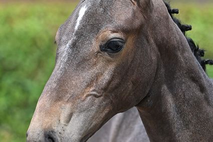 Cassiopée Z