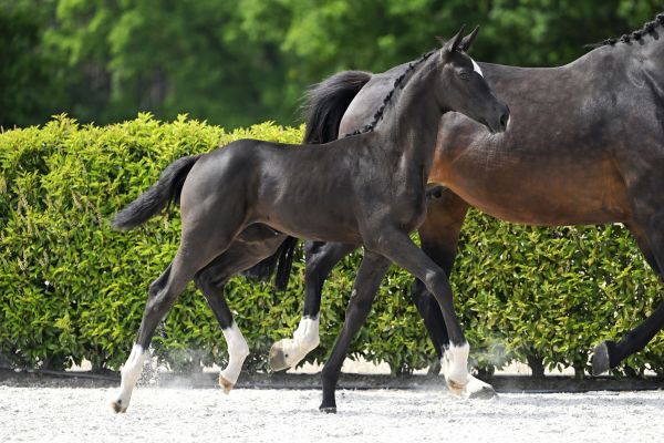 Chique A Z 2 Chique A Z 2