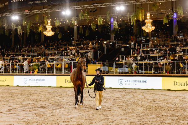 Dourkhan Hero ZZangersheide-Feb25-87 (Groot)