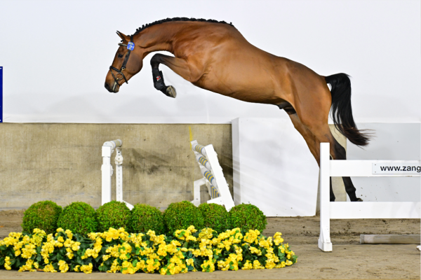 Aventi van't Gobenhof