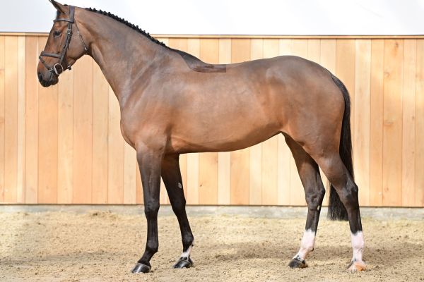 DAPHNE Z 2 DAPHNE Z 2