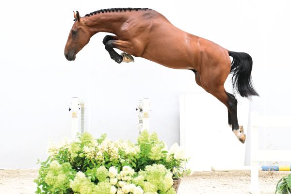 Dreamer van het Peggershof Z