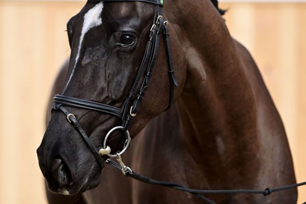 D'AMOUR VAN DEN HAZE Z 4 D'AMOUR VAN DEN HAZE Z 4